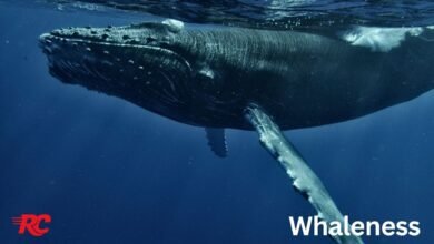 Whaleness