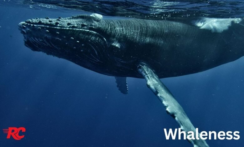 Whaleness